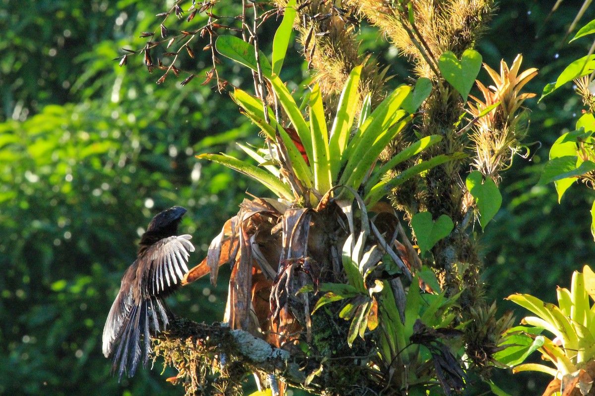 Smooth-billed Ani - ML646097744