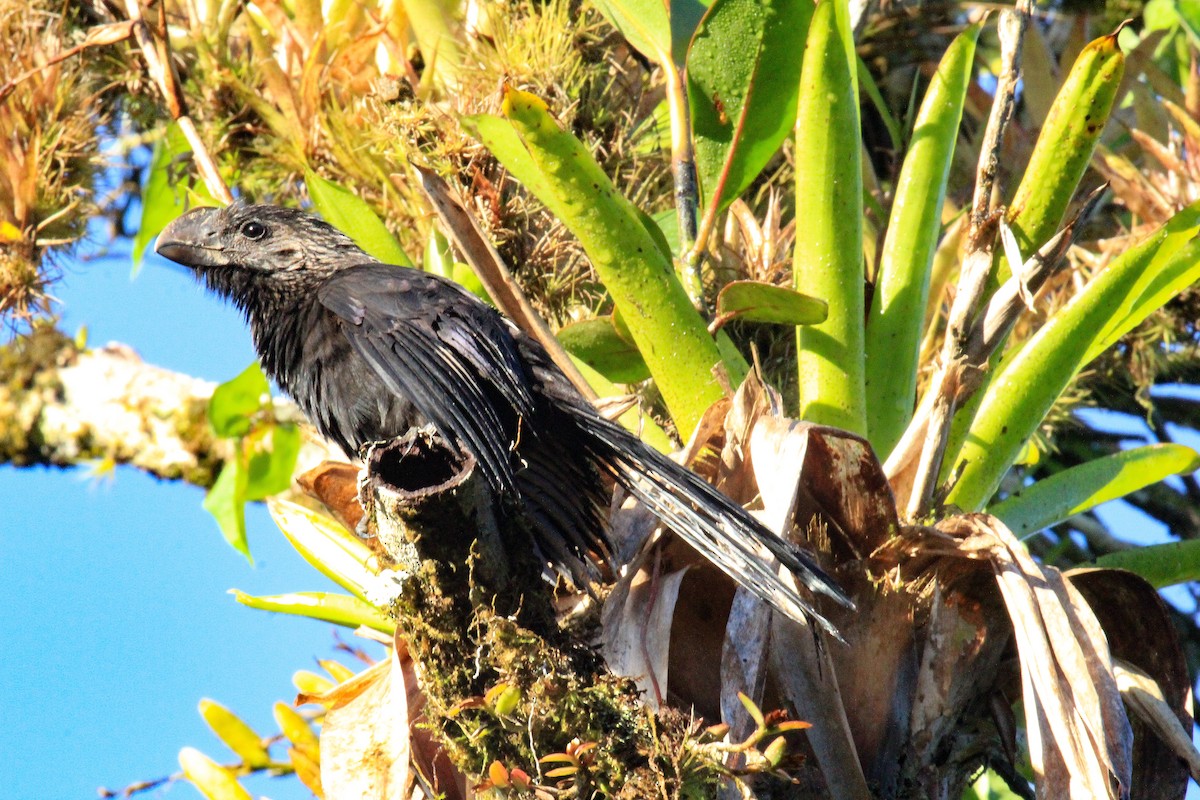 Smooth-billed Ani - ML646097745