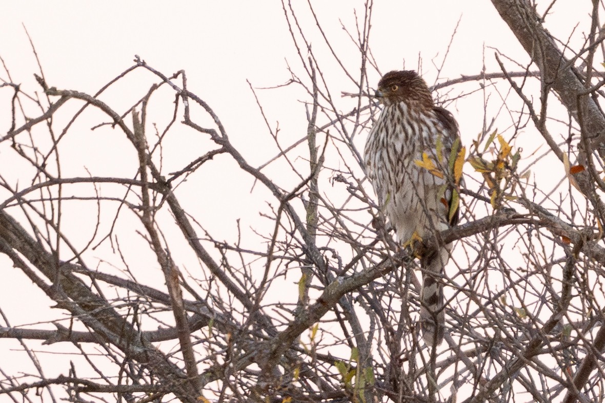 Cooper's Hawk - ML646097746