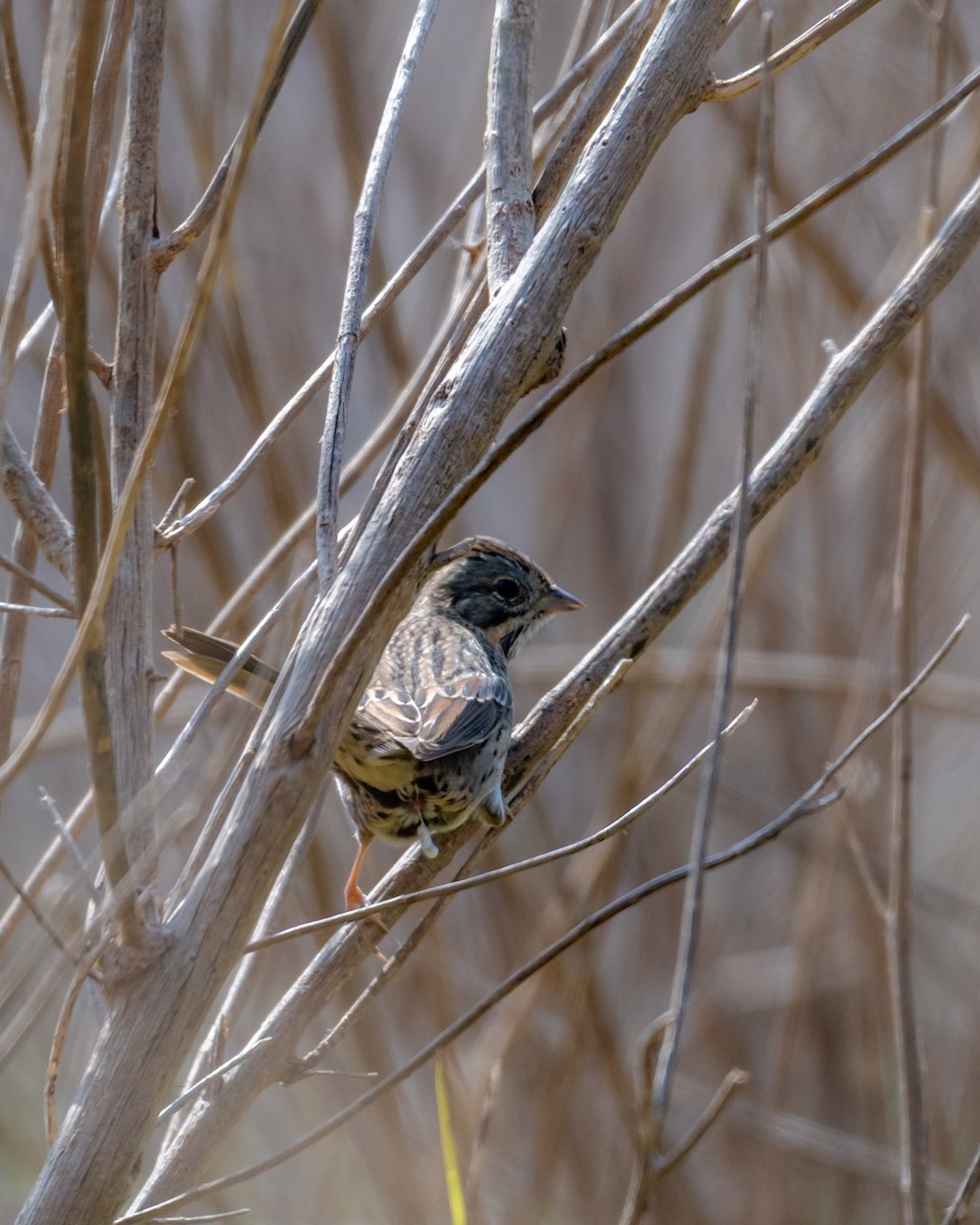 Lincoln's Sparrow - ML646097748