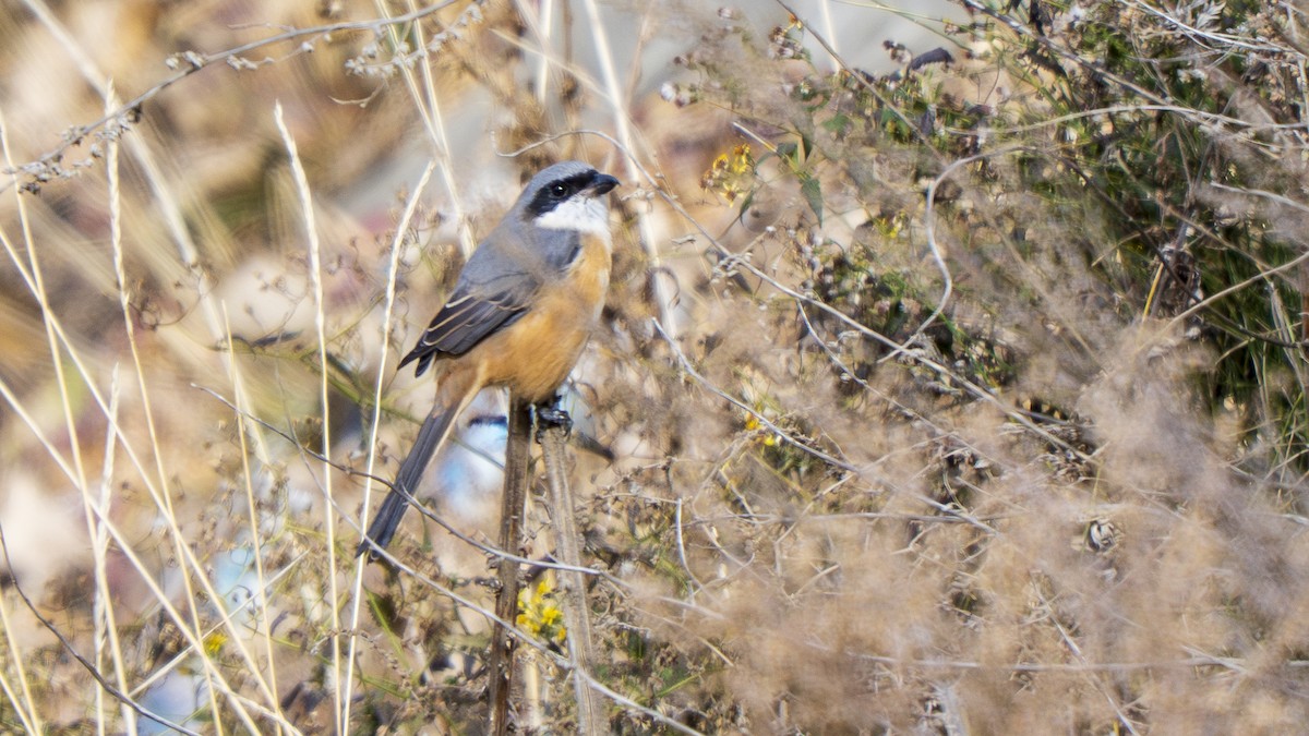 ťuhýk tibetský - ML646097754