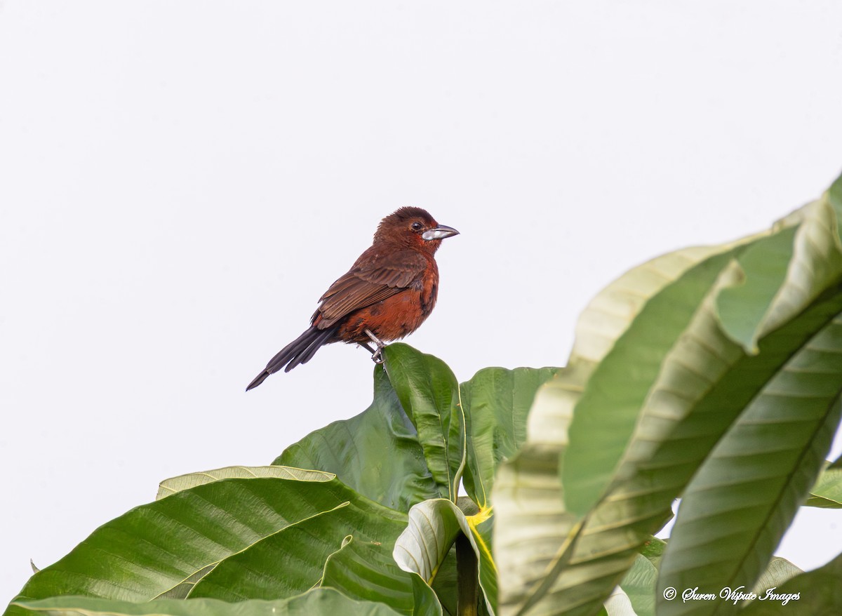 Silver-beaked Tanager - ML646097756