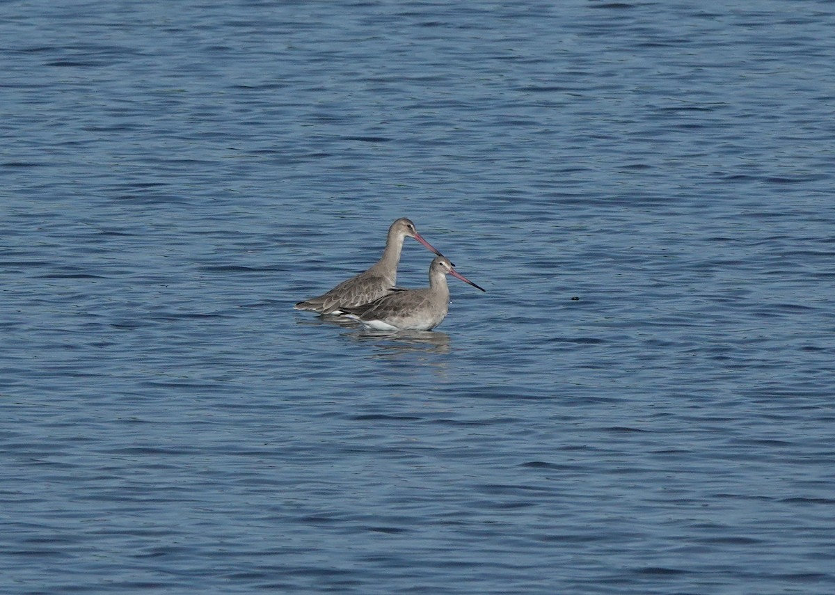 Black-tailed Godwit - ML646097758