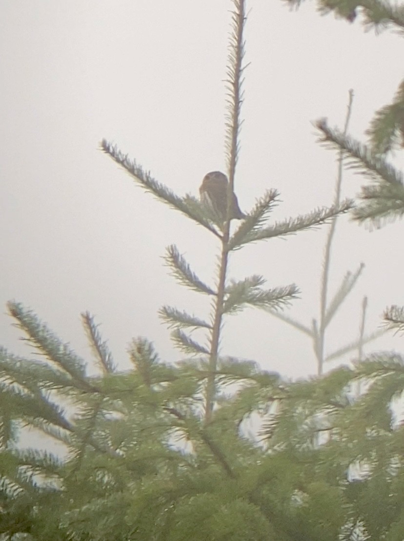 Northern Pygmy-Owl - ML646097763