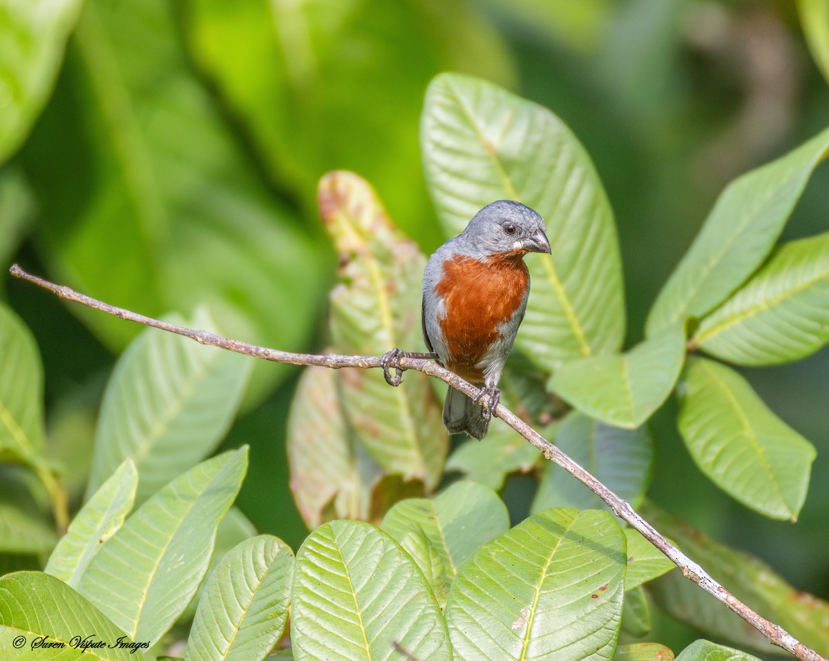 Chestnut-bellied Seedeater - ML646097766