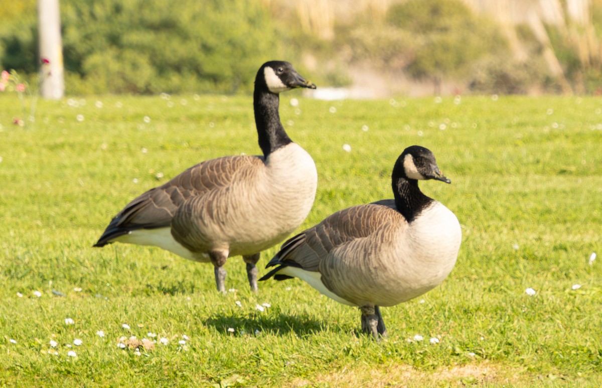Canada Goose - ML646097775