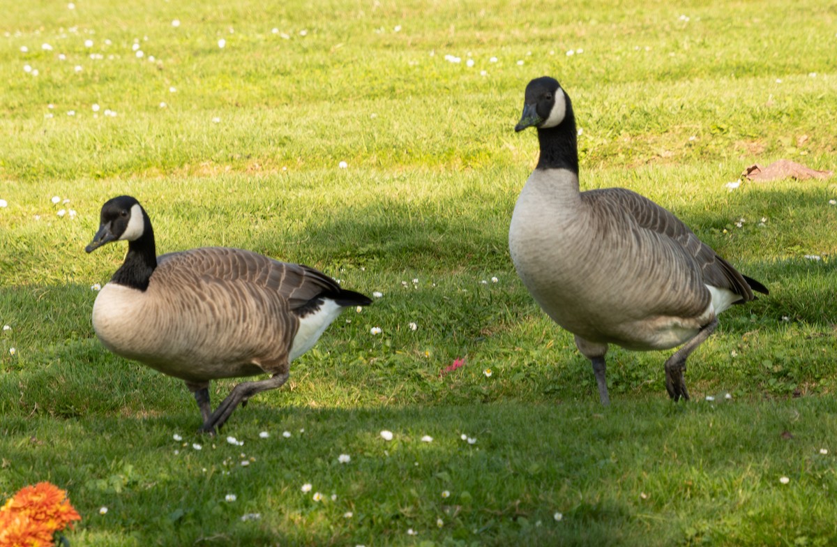 Canada Goose - ML646097776