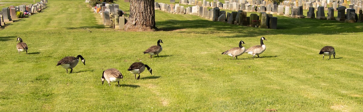 Canada Goose - ML646097777