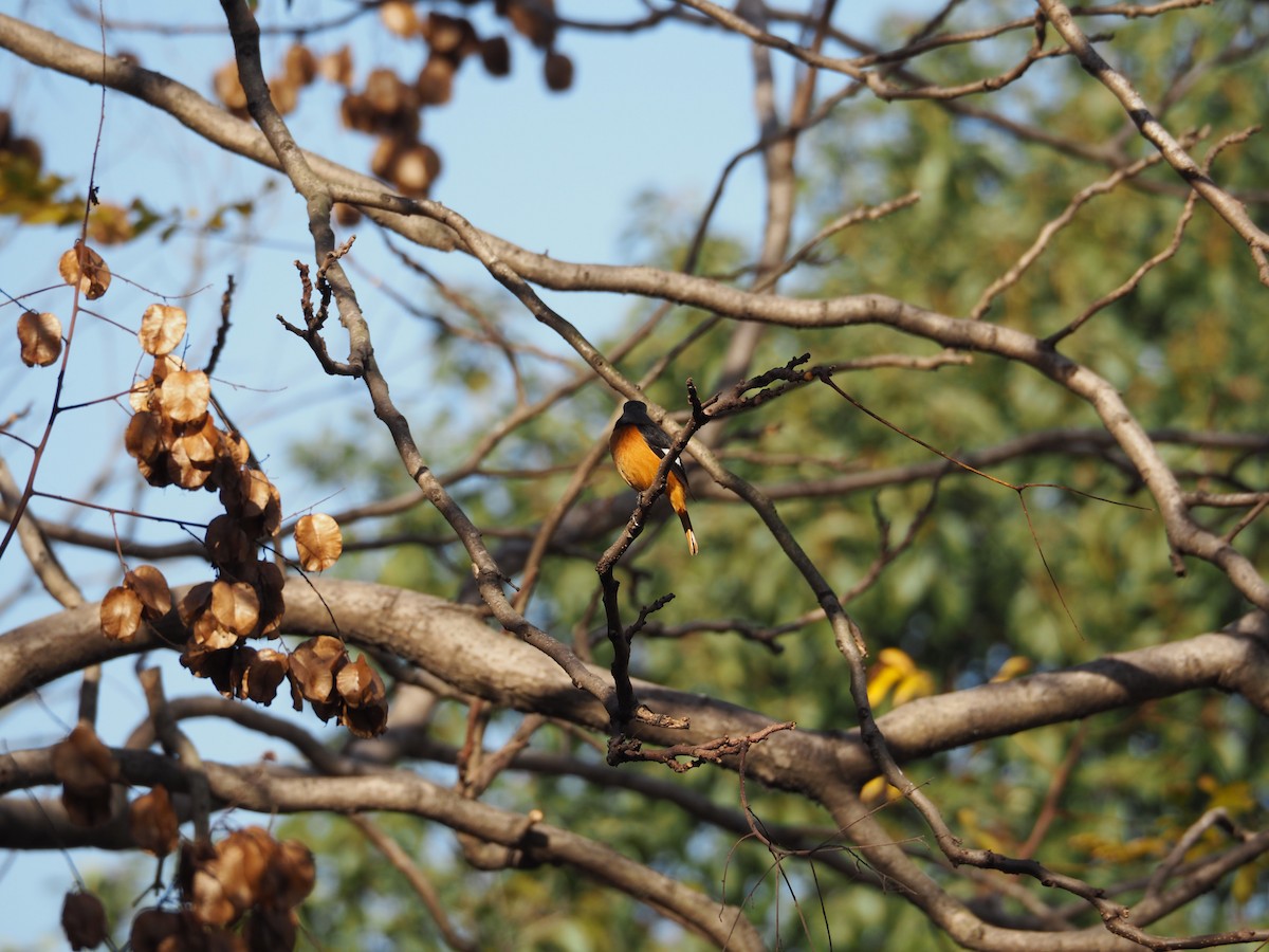 חכלילית סיבירית - ML646097781