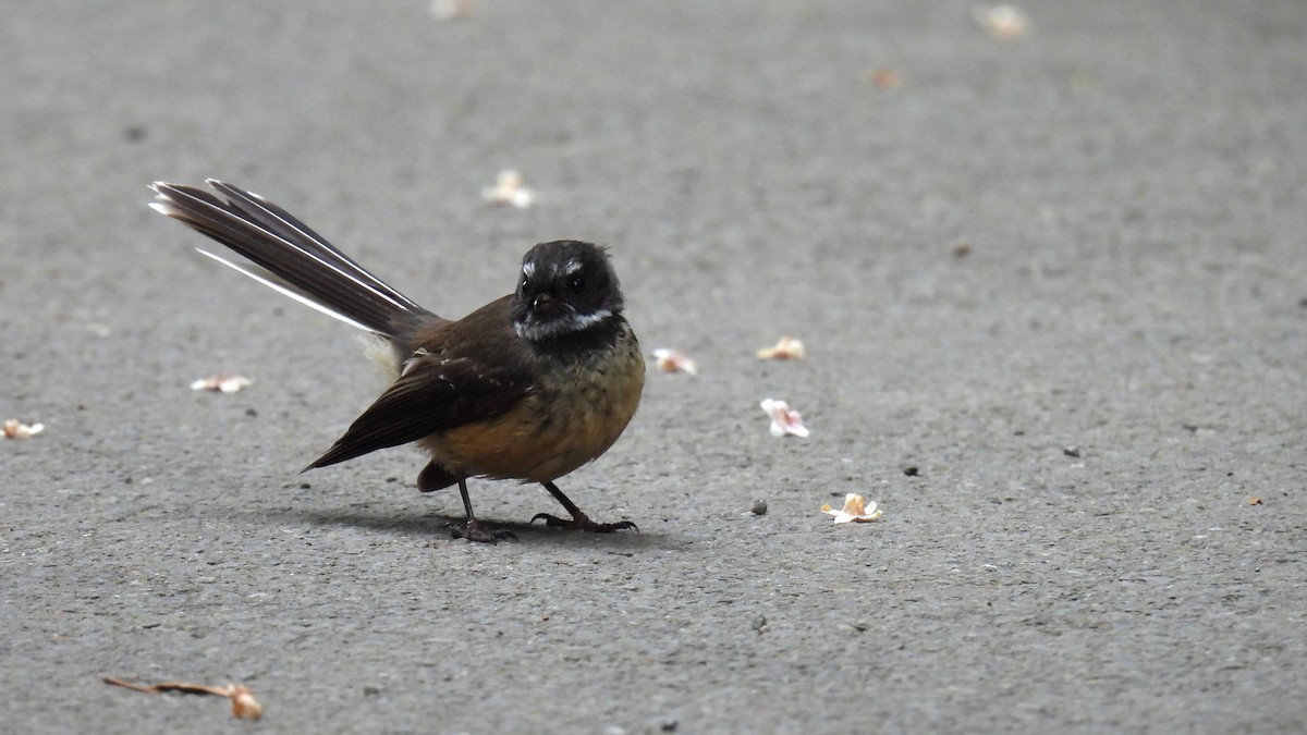 New Zealand Fantail - ML646097782