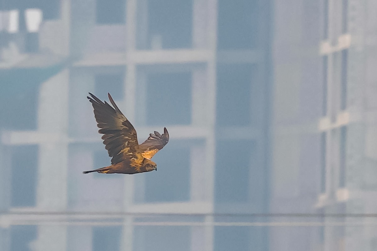 Western Marsh Harrier - ML646097787