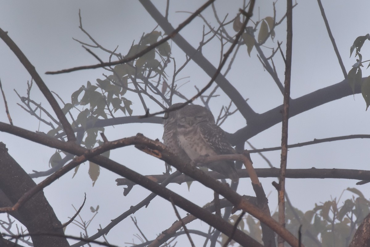 Spotted Owlet - ML646097791