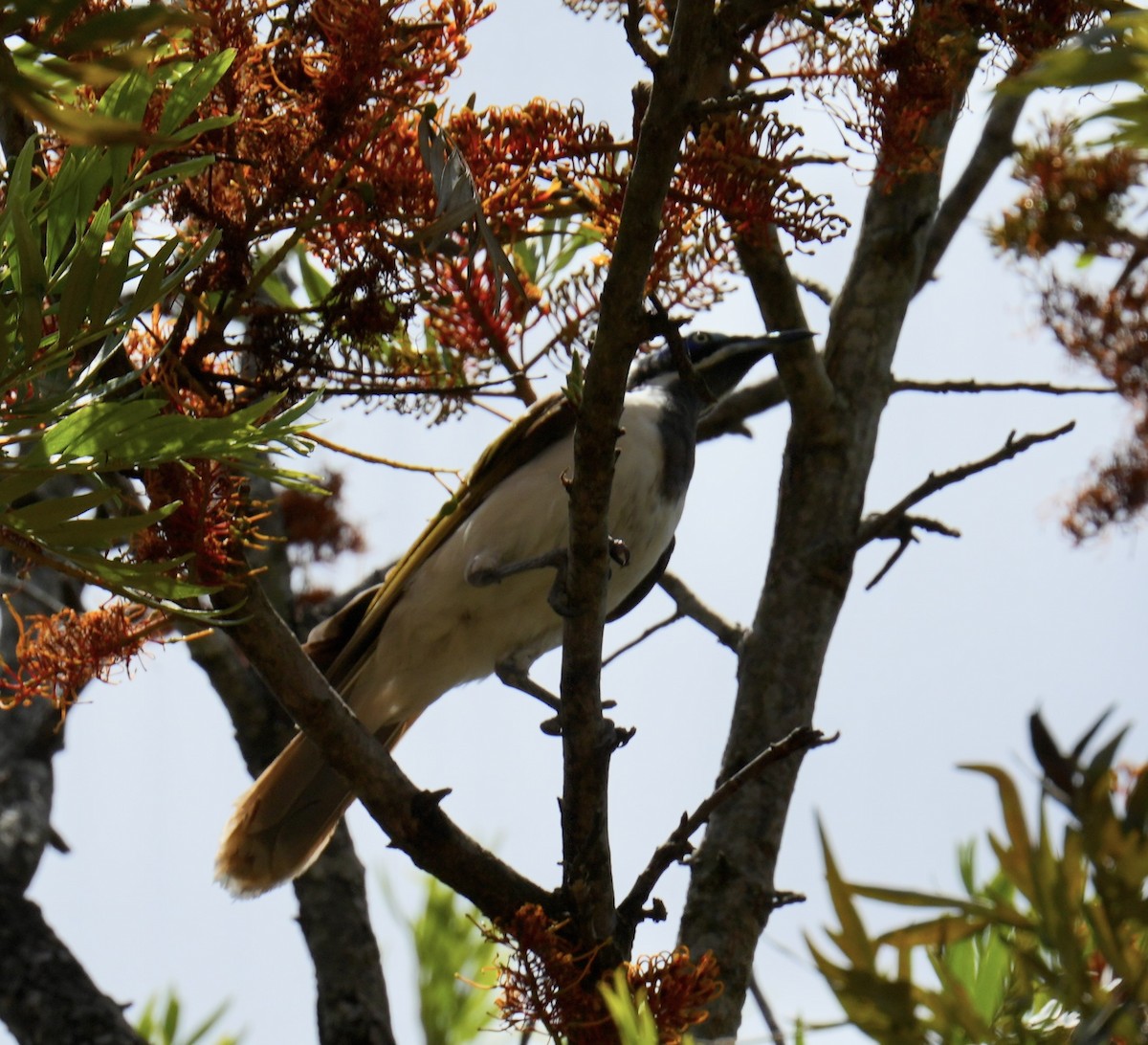 Blue-faced Honeyeater - ML646097797