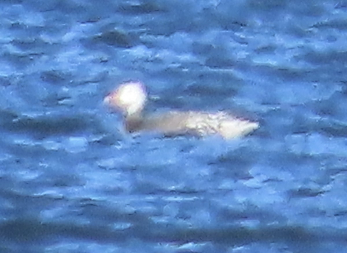 Snow Goose - ML646097803