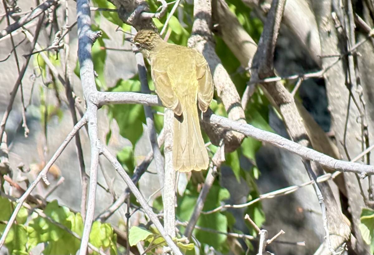 Yellow-bellied Greenbul - ML646097804