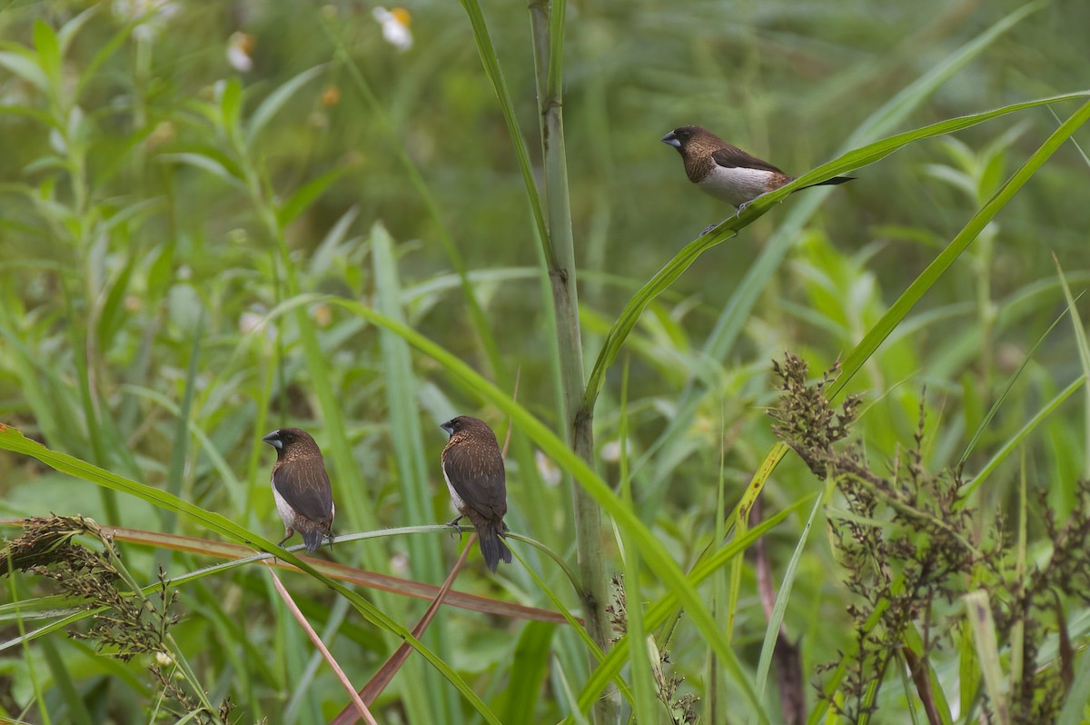 White-rumped Munia - ML646097807