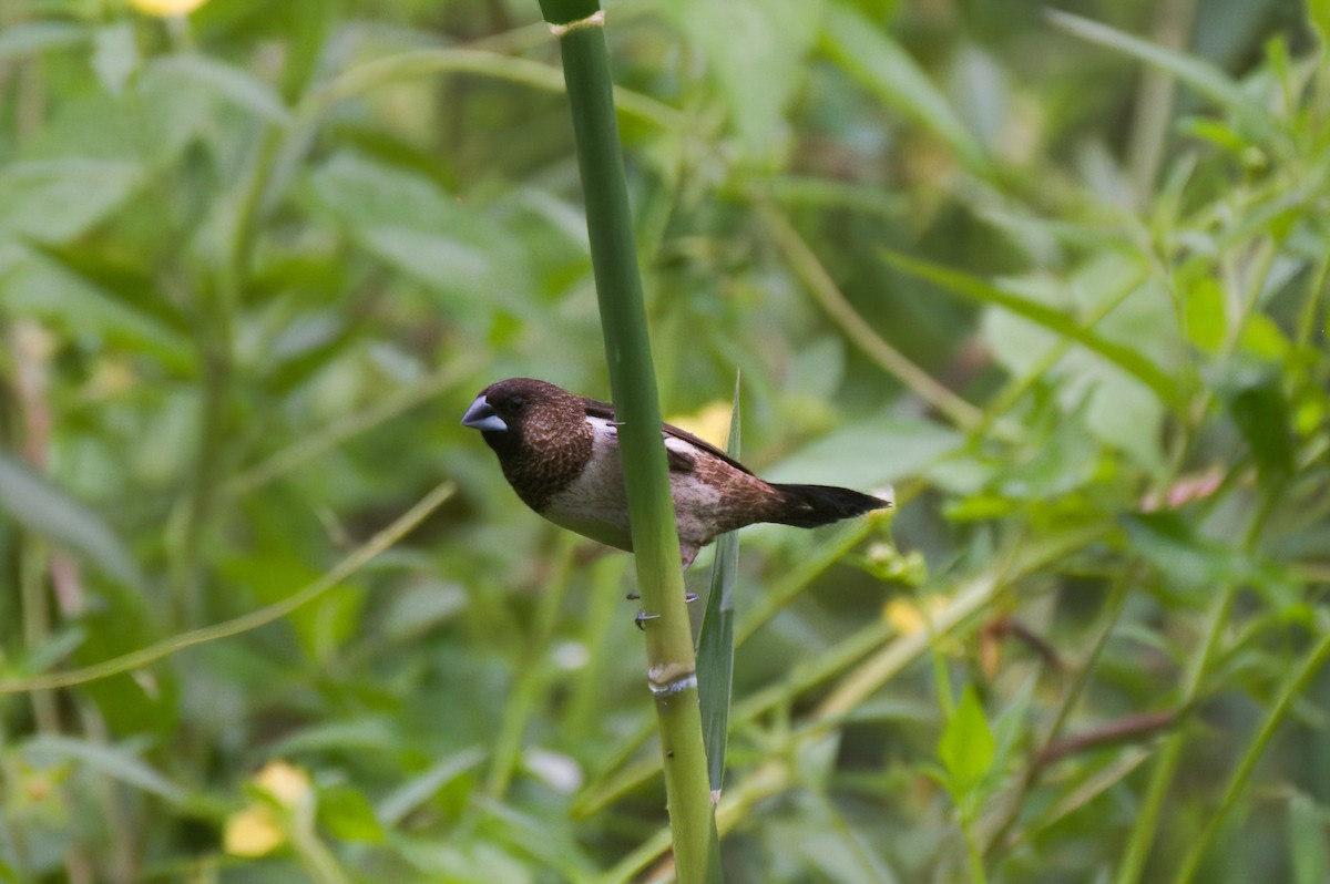 White-rumped Munia - ML646097808