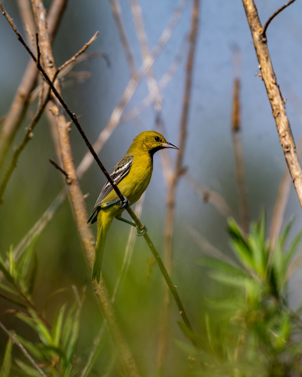 Orchard Oriole - ML646097809