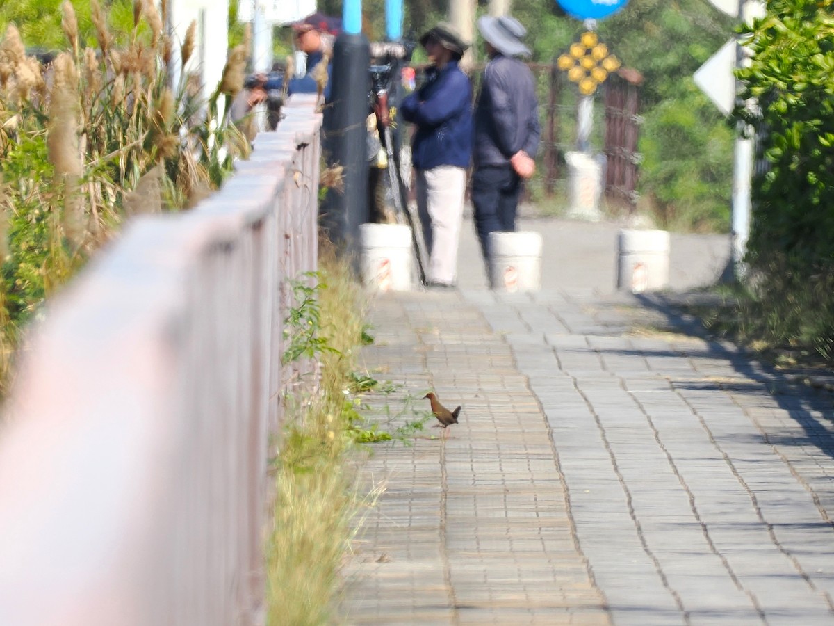 Ruddy-breasted Crake - ML646097811