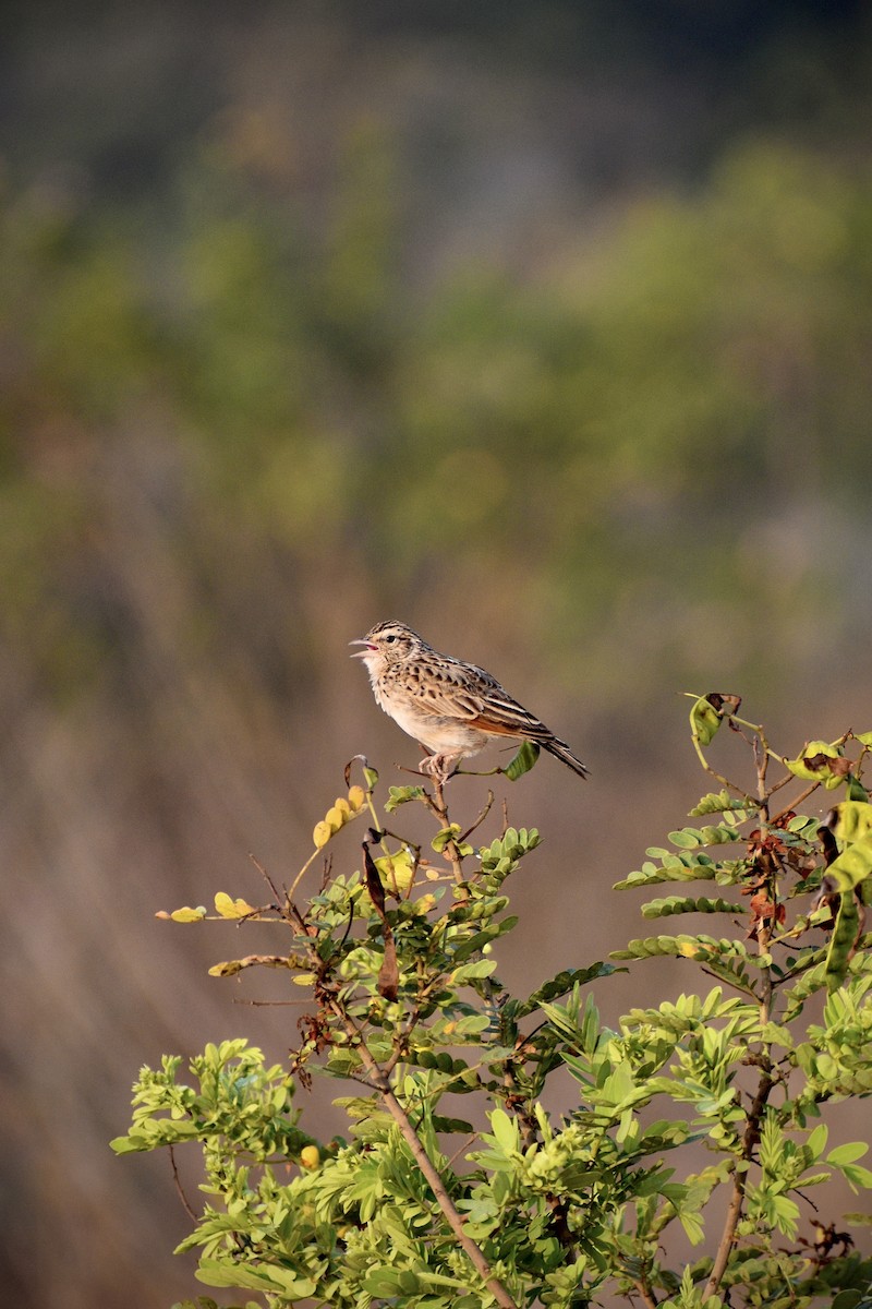Indian Bushlark - ML646097812