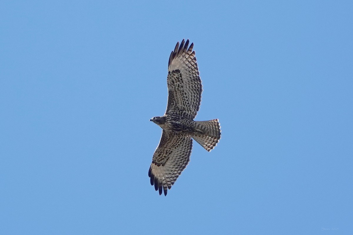 Red-tailed Hawk - ML646097813