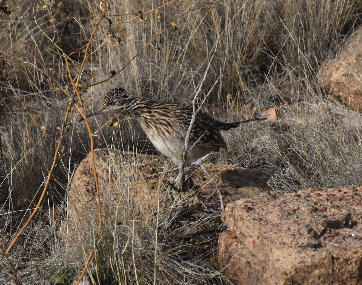 Greater Roadrunner - ML646097816