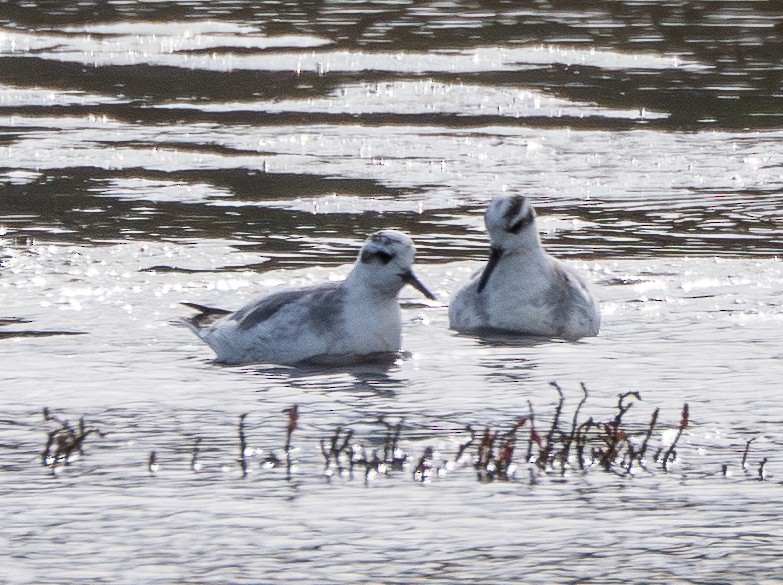 Red Phalarope - ML646097817