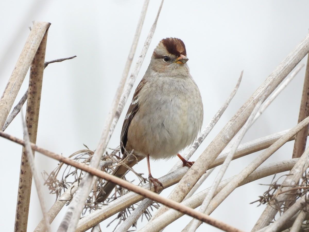 Golden-crowned Sparrow - ML646097818