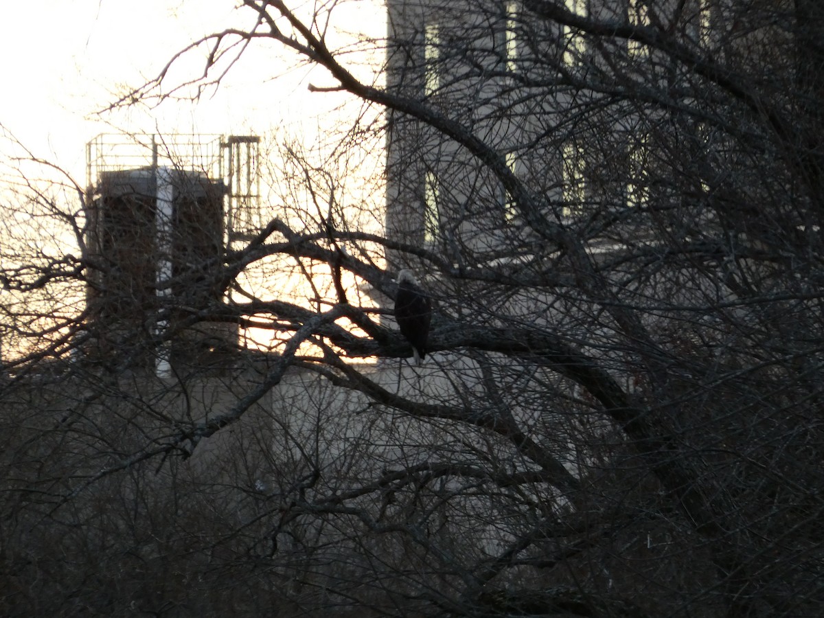 Bald Eagle - ML646097819