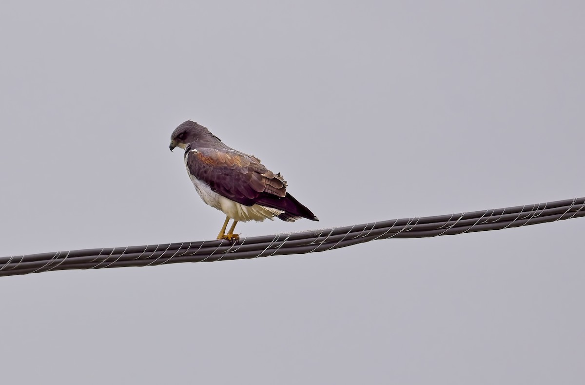 White-tailed Hawk - ML646097820