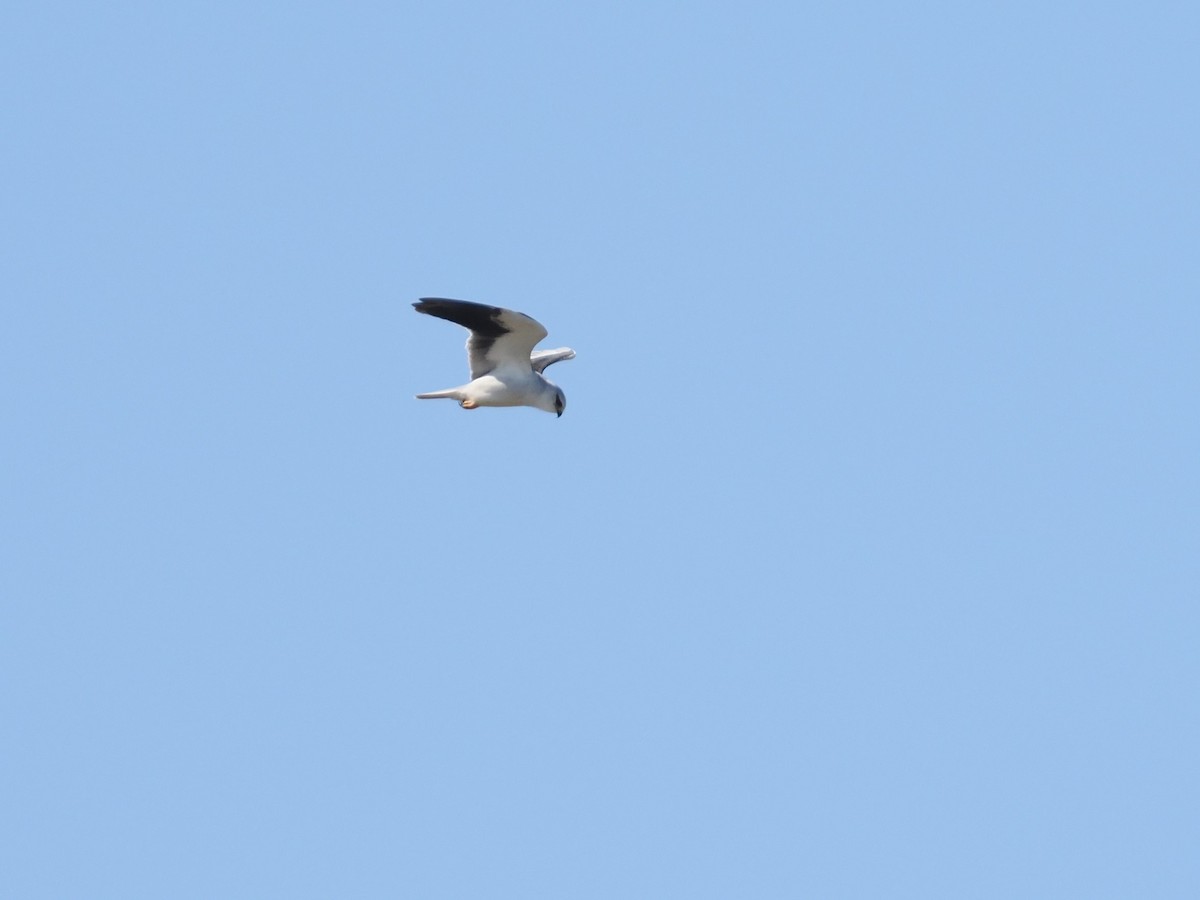 Black-winged Kite - ML646097822