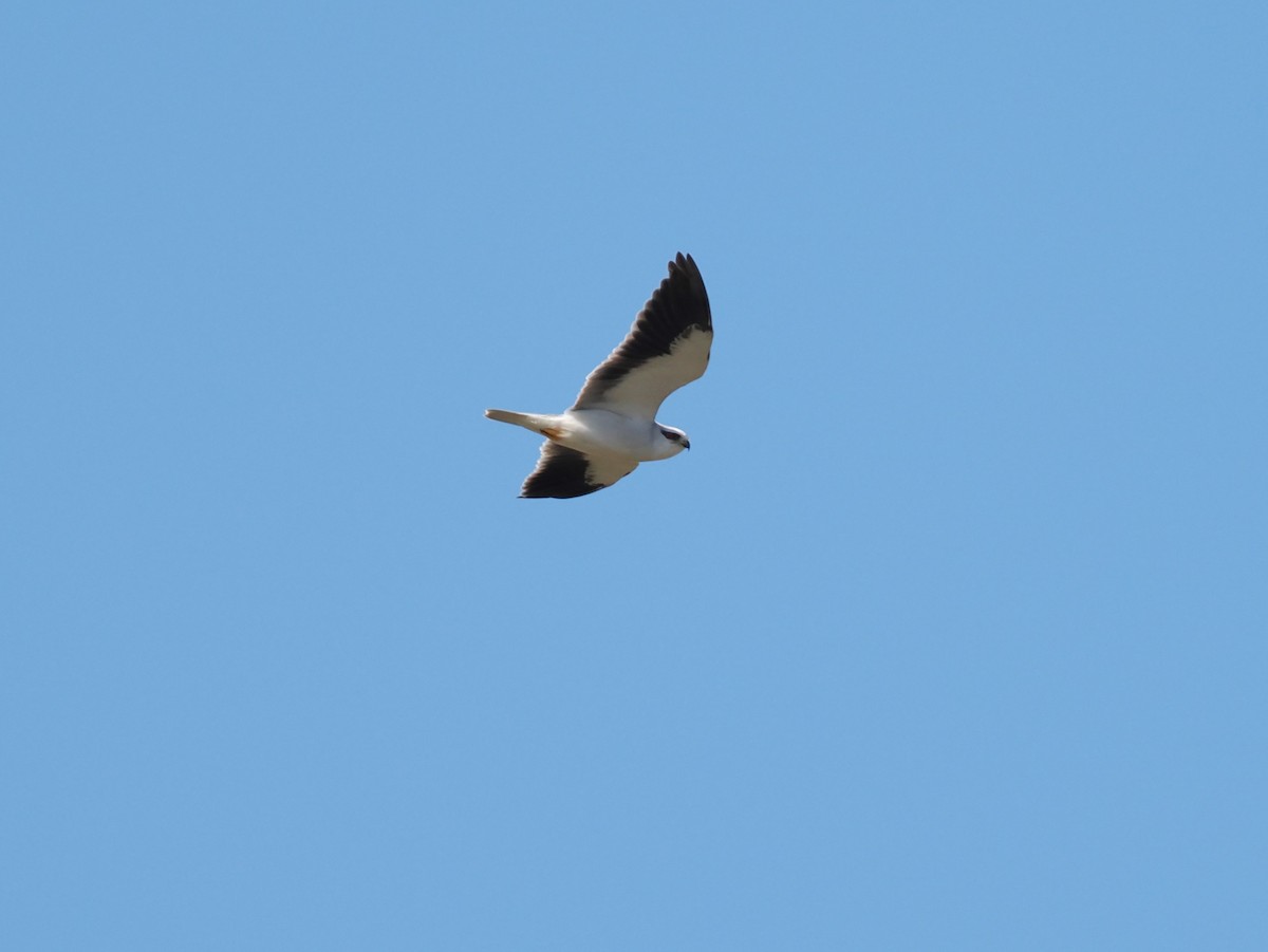 Black-winged Kite - ML646097823