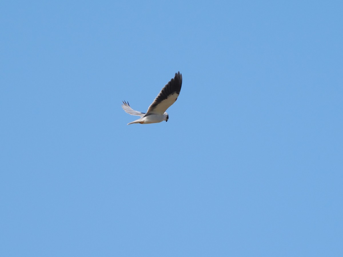 Black-winged Kite - ML646097824