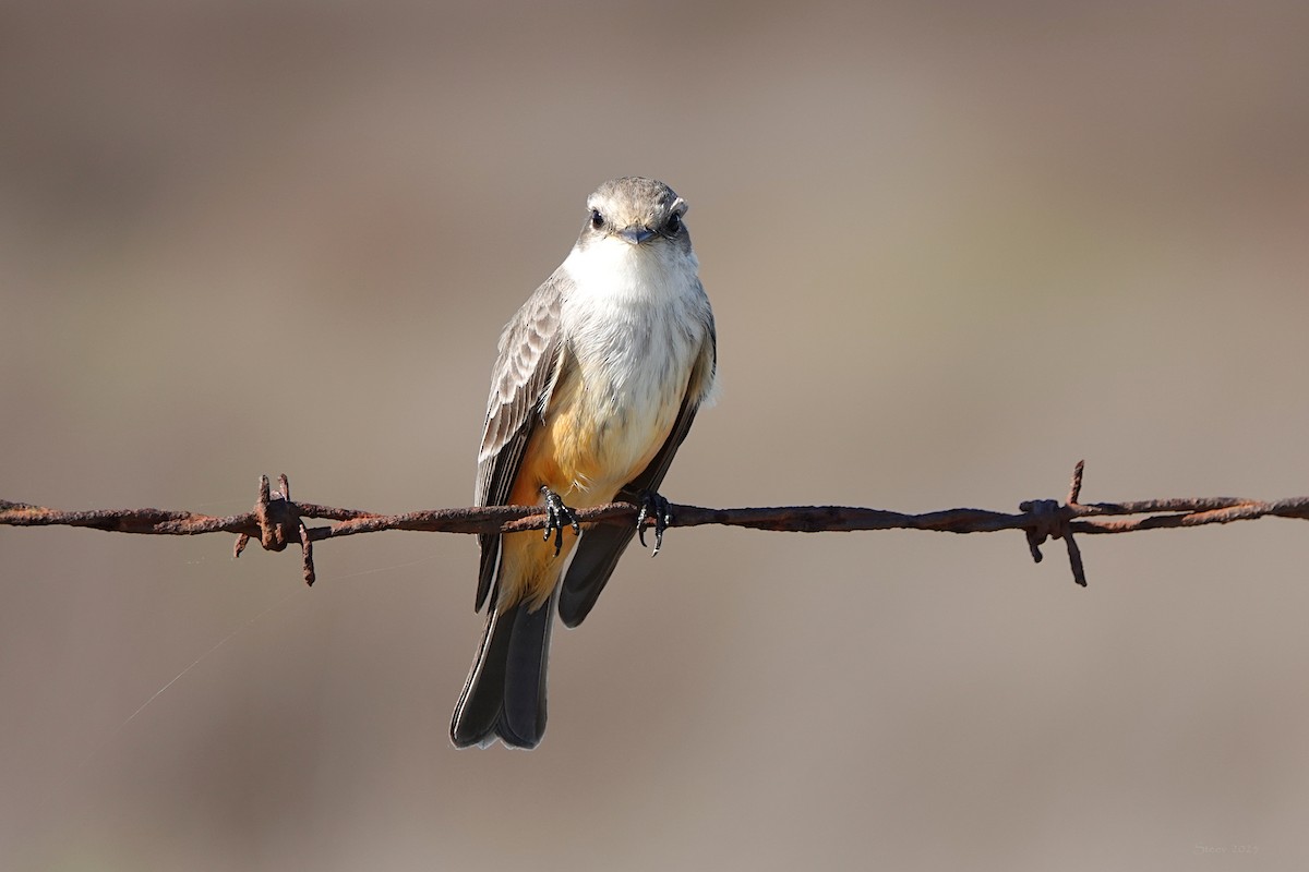 Vermilion Flycatcher - ML646097825