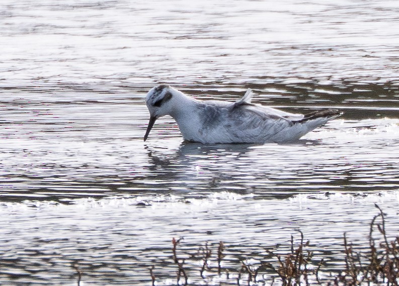 Red Phalarope - ML646097826