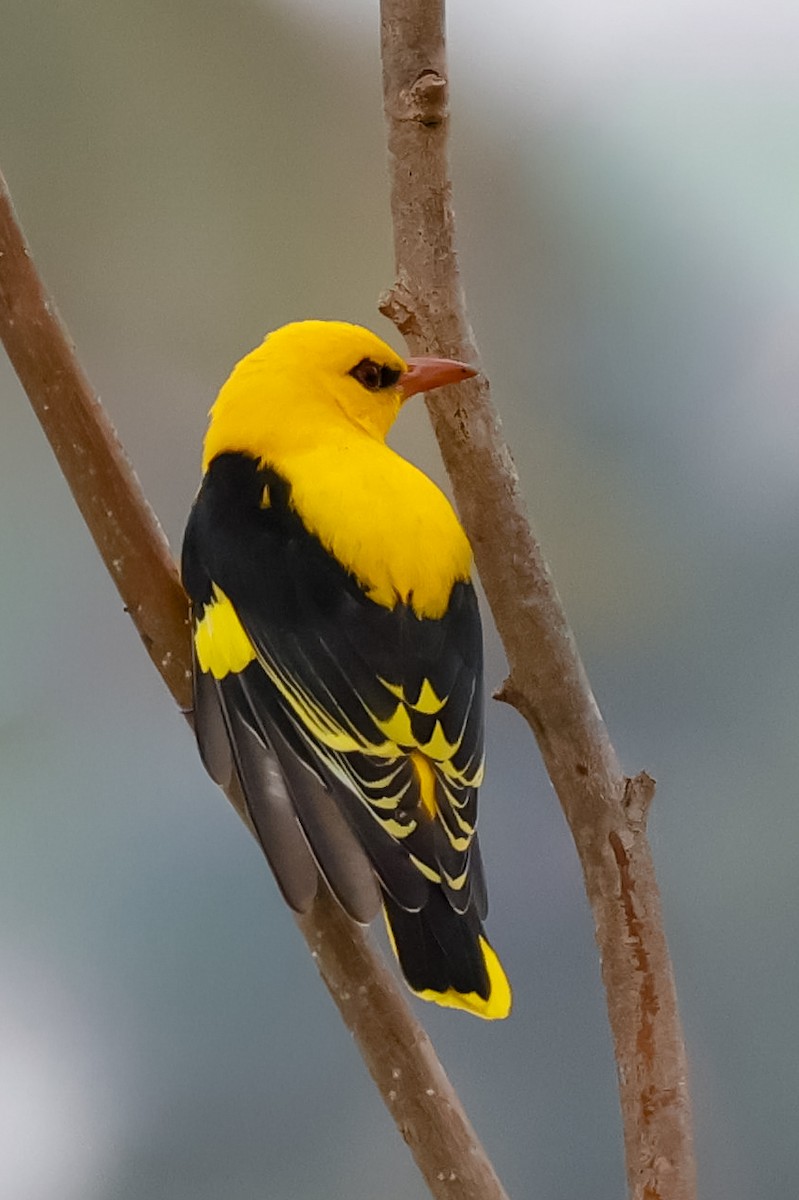 Indian Golden Oriole - ML646097828