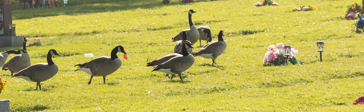 Canada Goose - ML646097833