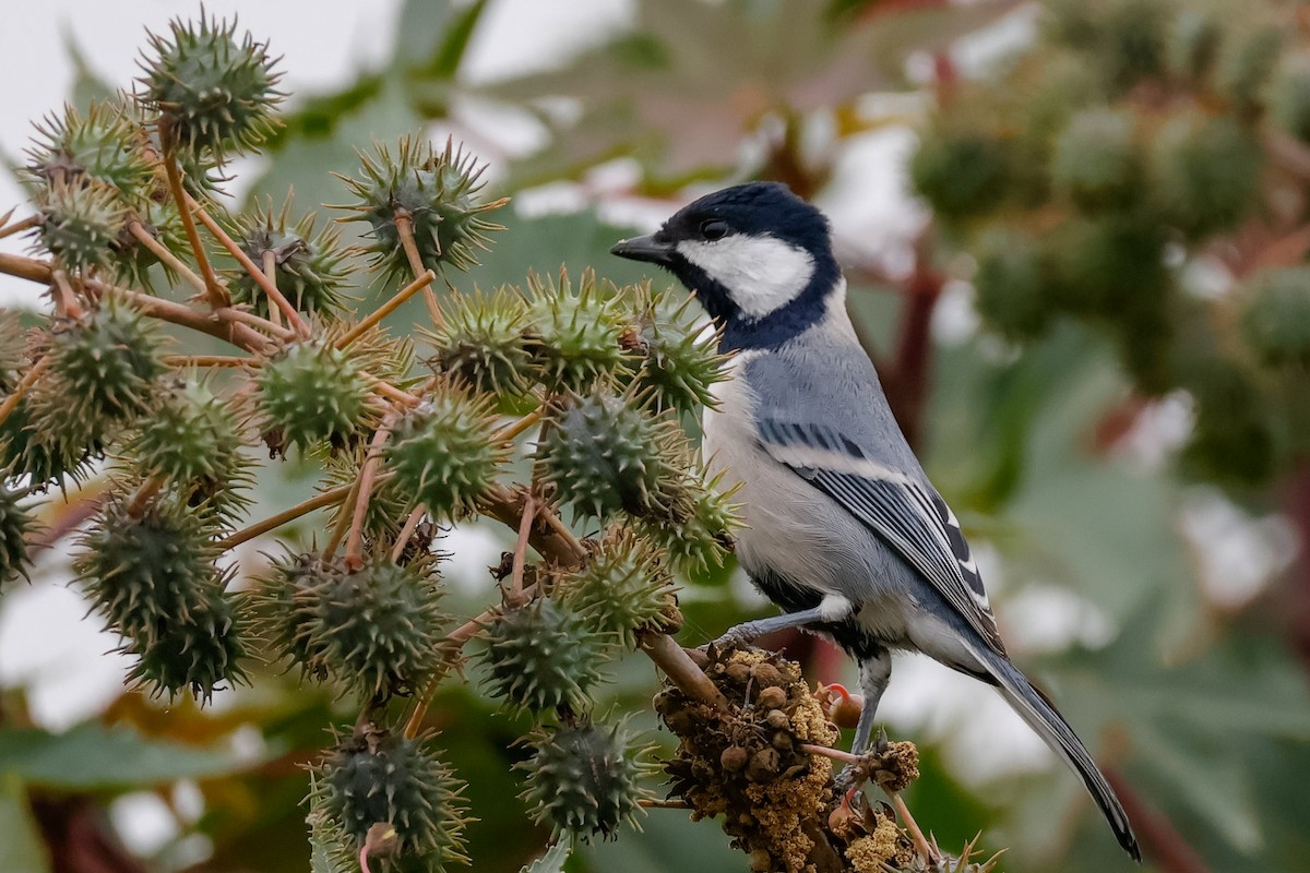 Asian Tit (Cinereous) - ML646097836