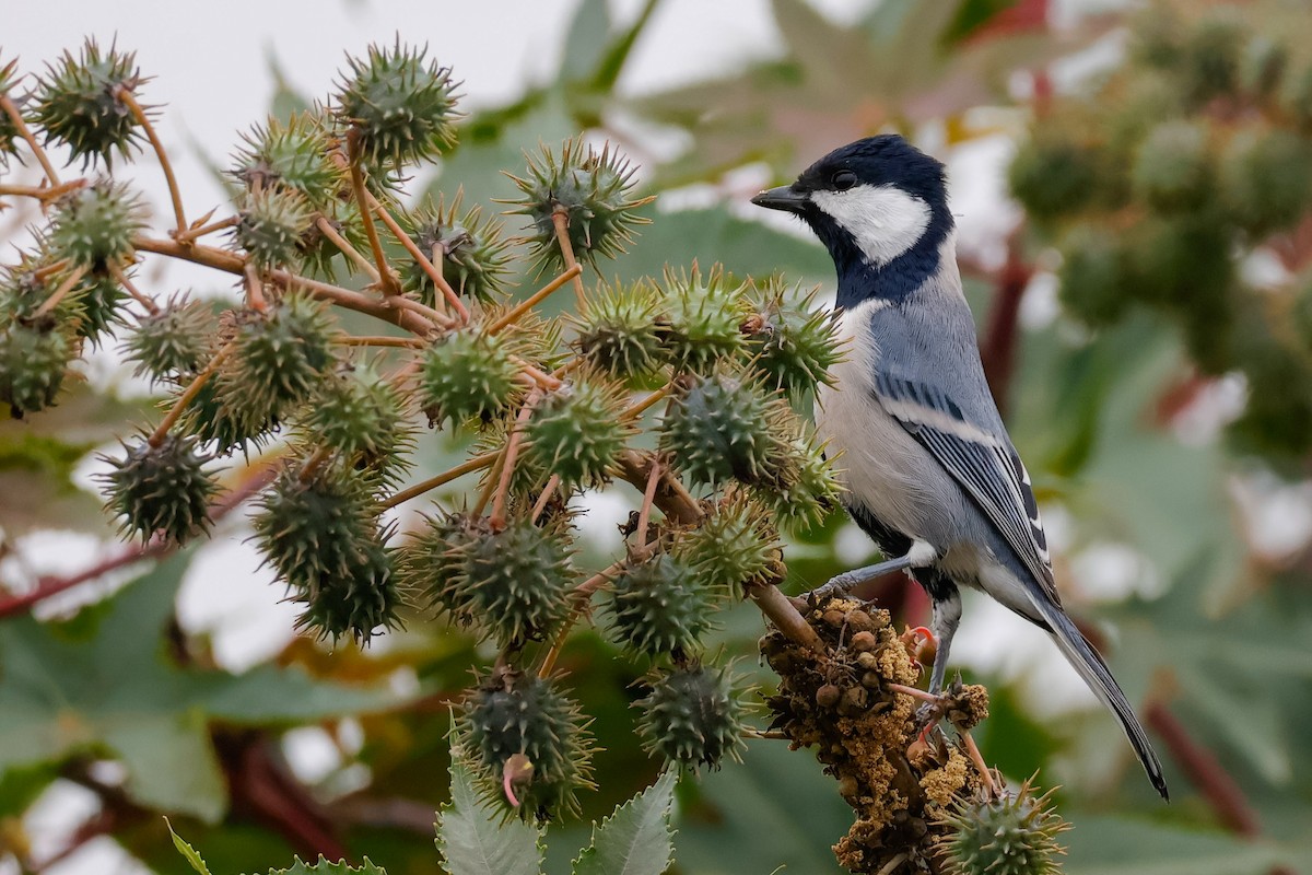 Asian Tit (Cinereous) - ML646097837