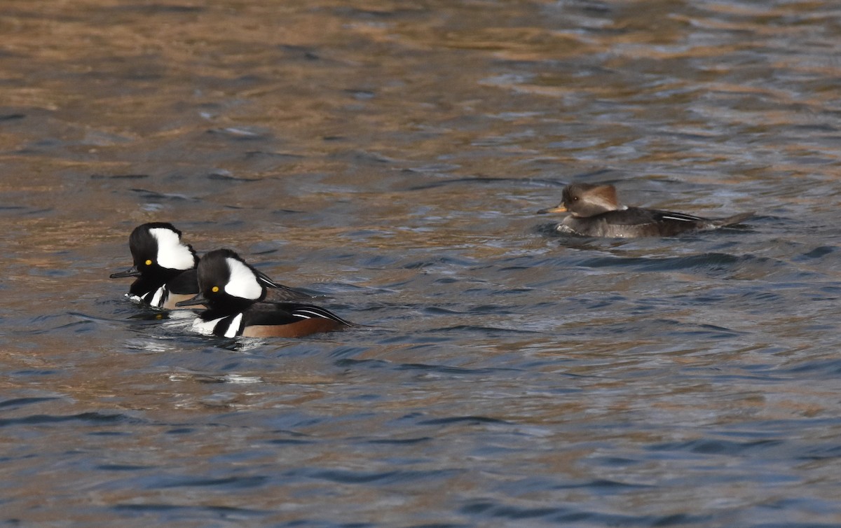 Hooded Merganser - ML646097838