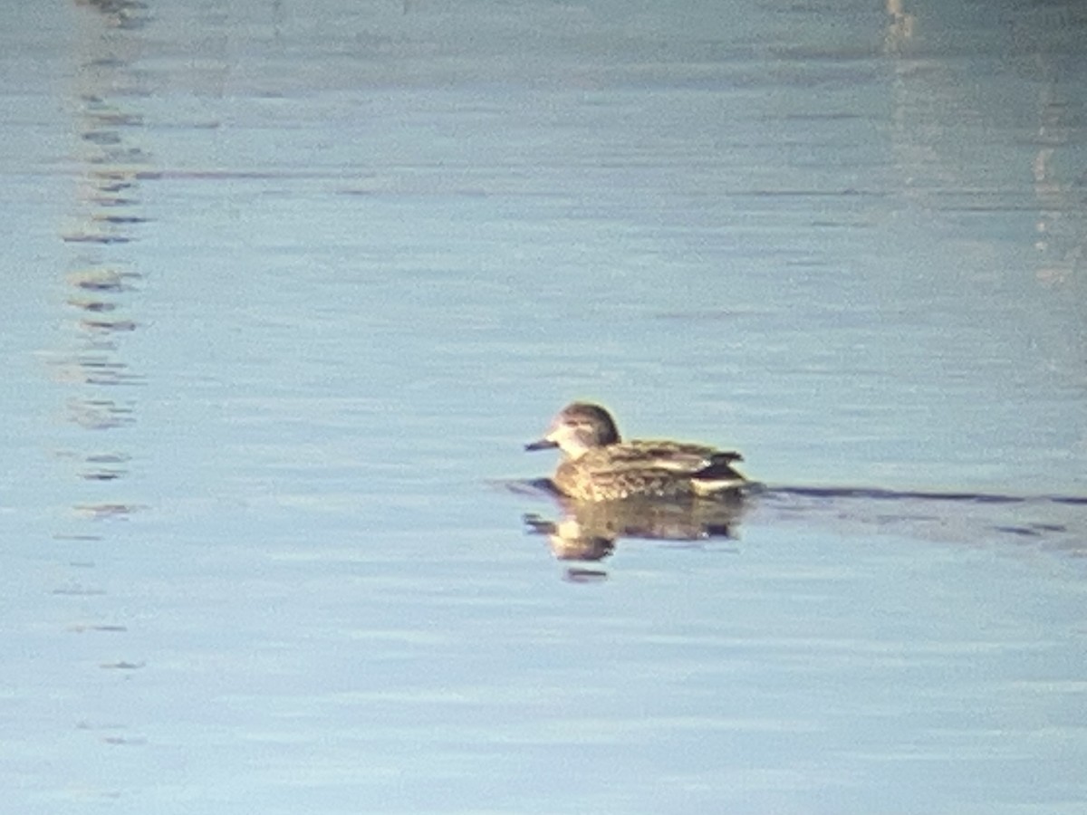 Green-winged Teal - ML646097839