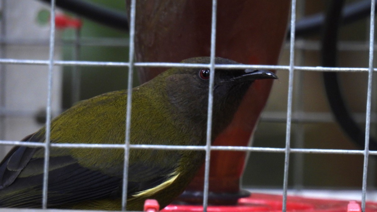 New Zealand Bellbird - ML646097842