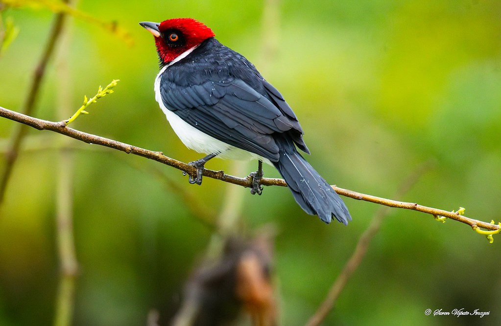 Red-capped Cardinal - ML646097843