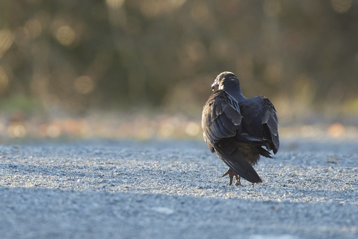 Turkey Vulture - ML646097844