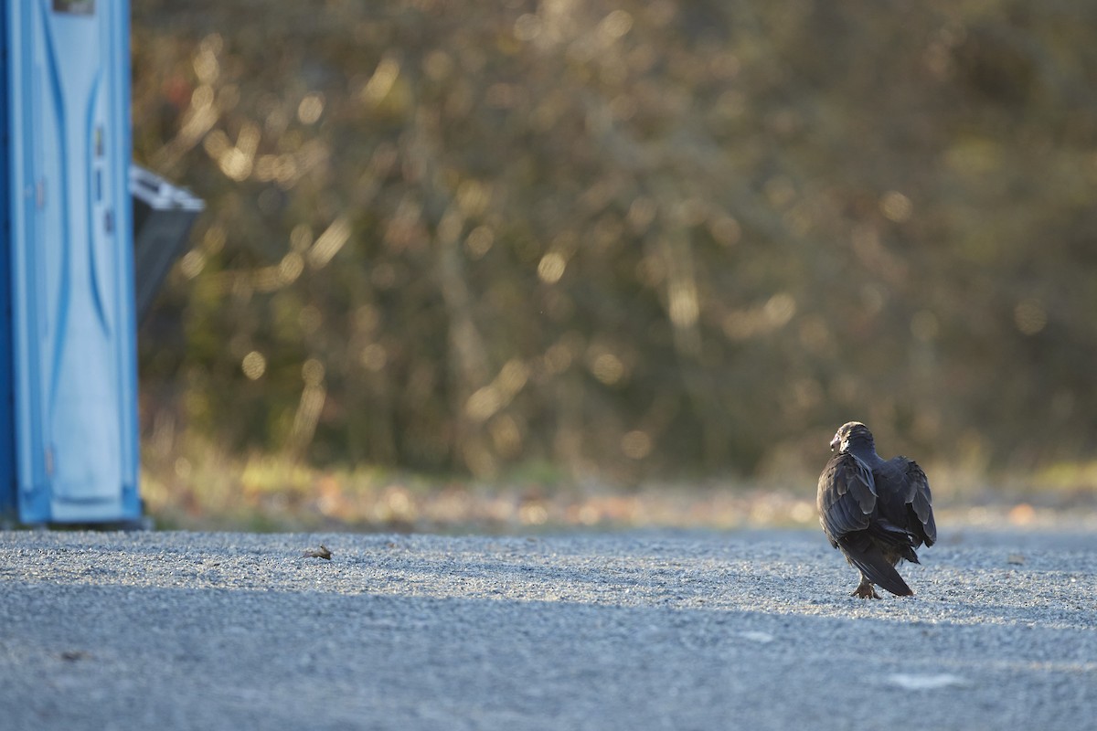 Turkey Vulture - ML646097845