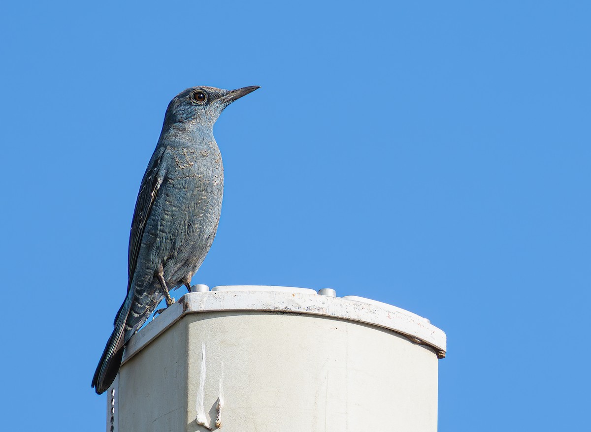 skalník modrý (ssp. pandoo) - ML646097846