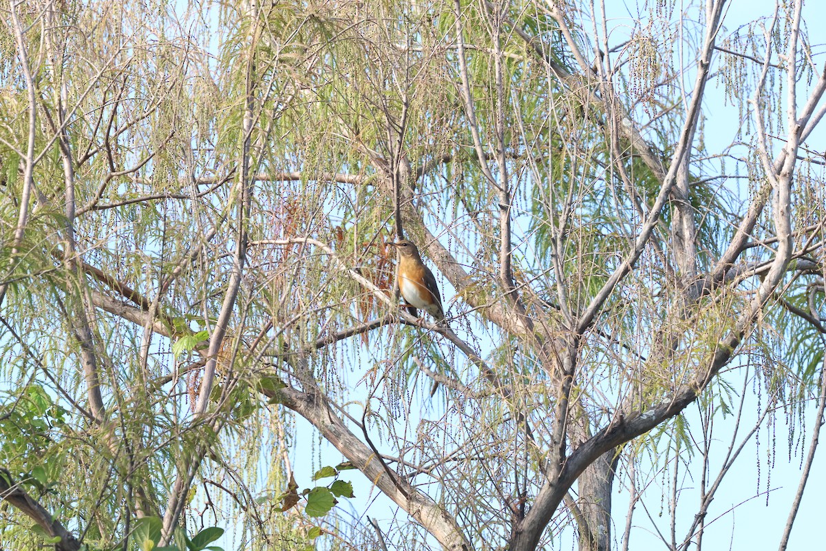 Brown-headed Thrush - ML646097849