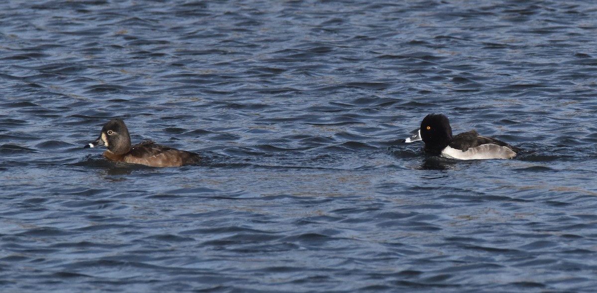 Ring-necked Duck - ML646097854