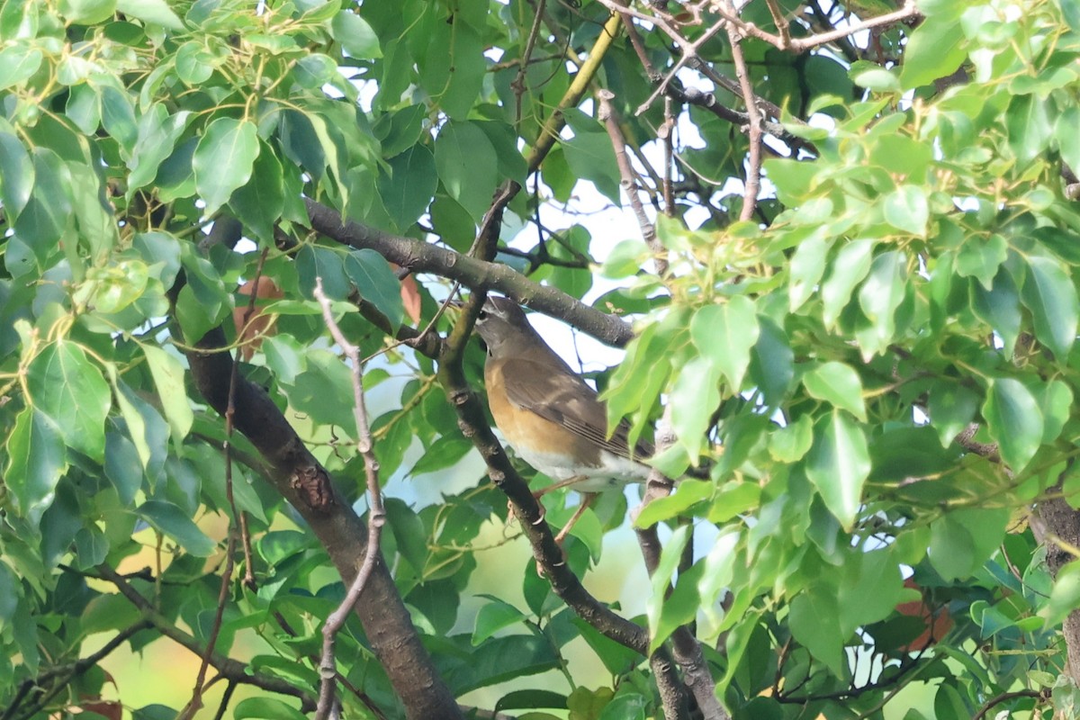 Eyebrowed Thrush - ML646097855