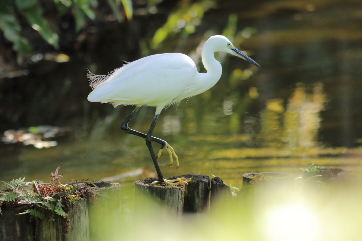 小白鷺 - ML646097862